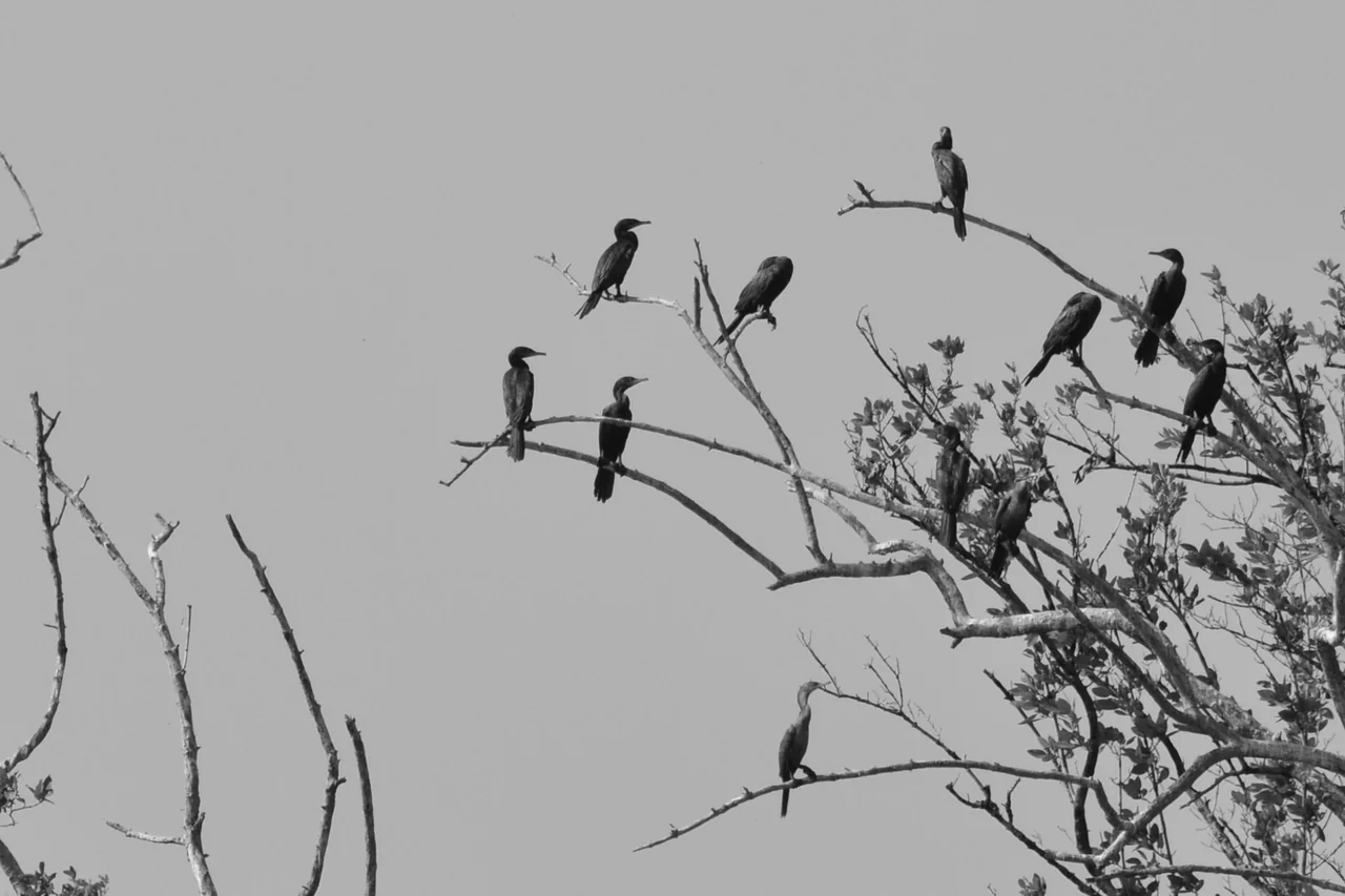 Aves pousadas em galhos na paisagem do rio Bacanga, em São Luís
